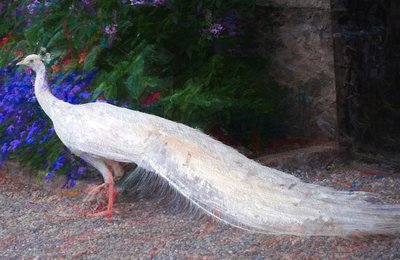 White Peacock by Unbekannt Unbekannt